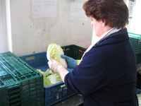 Eine Frau kontrolliert Gemüse.